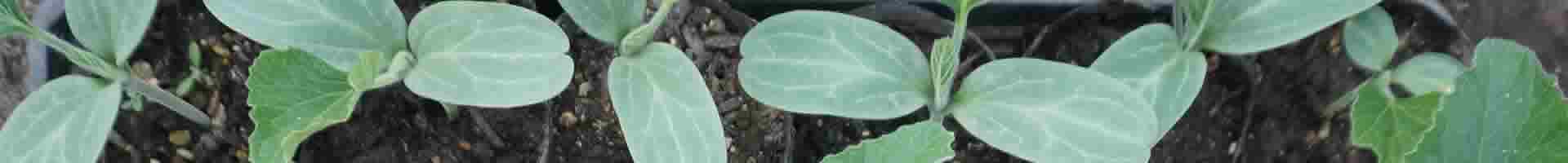 神谷農法　農園　苗