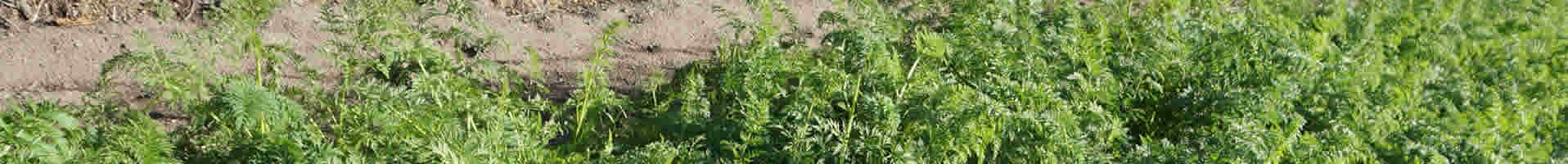 セイショー農法　ニンジン