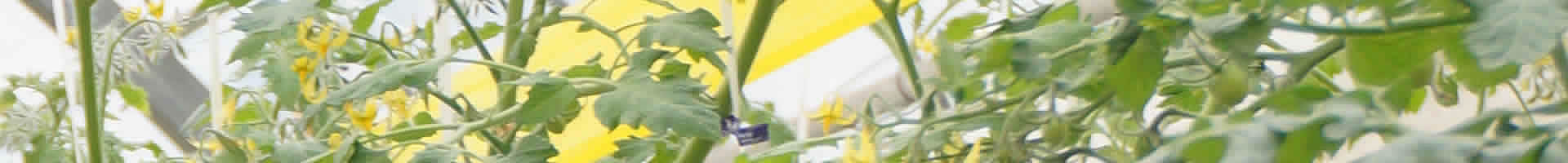 神谷農法　ミニトマト