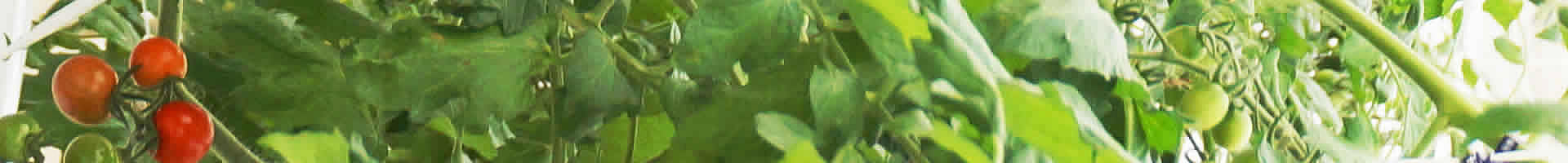 神谷農法　ミニトマト