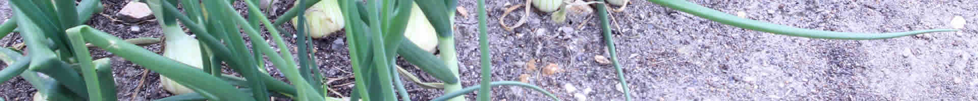 神谷農法　たまねぎ