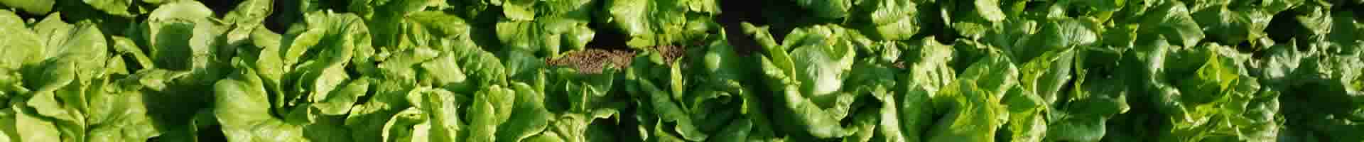 神谷農法　農園　小松菜